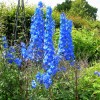 Delphinium 